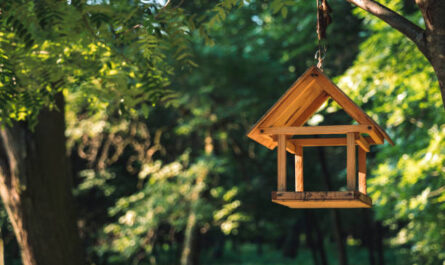 Vorteile der Vogelhäuschen im Garten